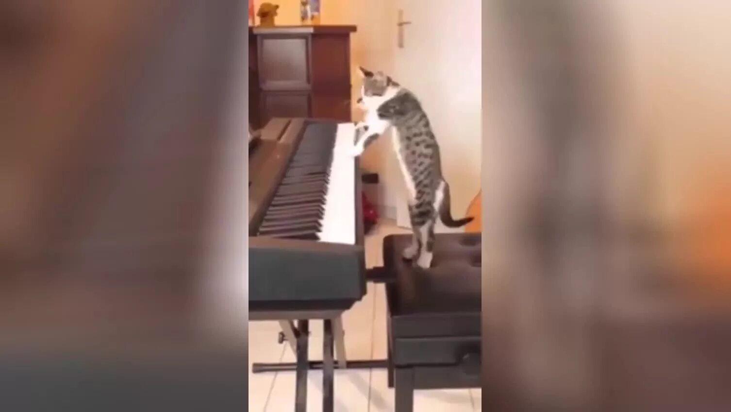 Исполнить соло. Талантливый кот. Кот на синтезаторе. Кот Соло. Кот играет на клавишных.