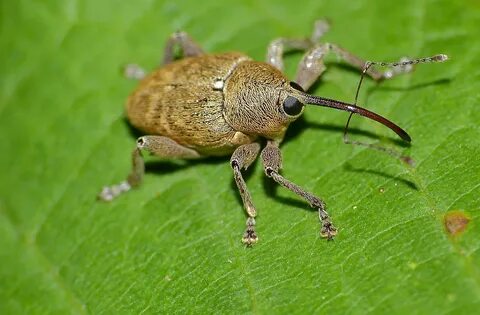 Weevil