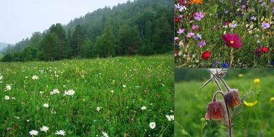 луговые травы краснодарского края