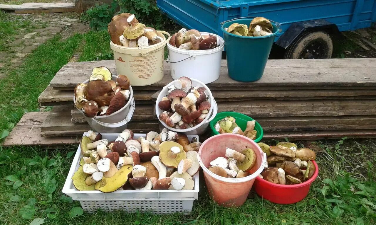 Грибники самарской обл. Грибы в самаре. Грибники самарской обл. Грибники самарской обл. Грибники самарской обл.