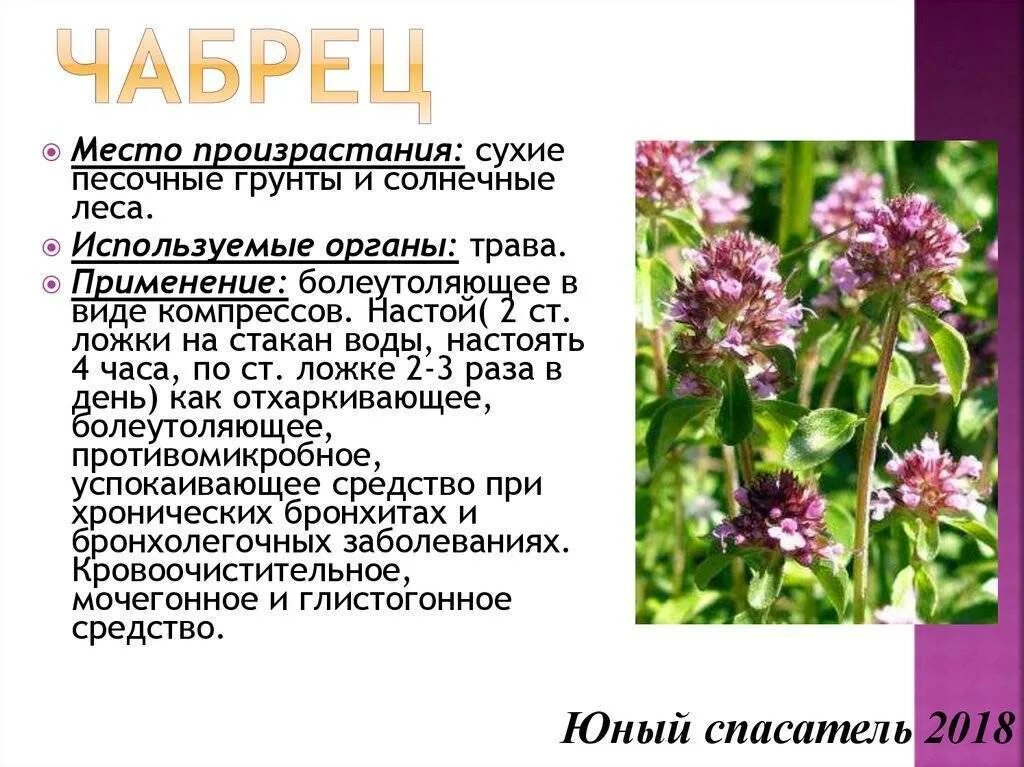 Чабрец (тимьян) - полезные свойства и противопоказания, фото, применение