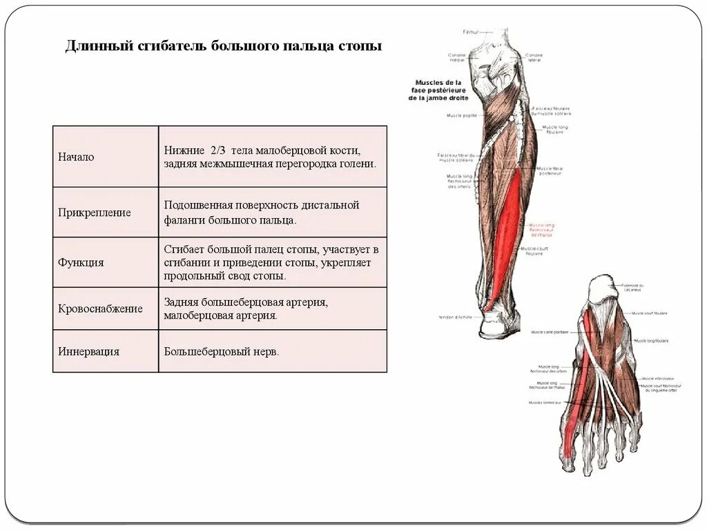 Длинный сгибатель стопы. Длинный сгибатель большого пальца мышца. Функции мышцы длинный сгибатель пальцев стопы. Мышца сгибатель большого пальца ноги. Длинный сгибатель пальцев мышца голени.