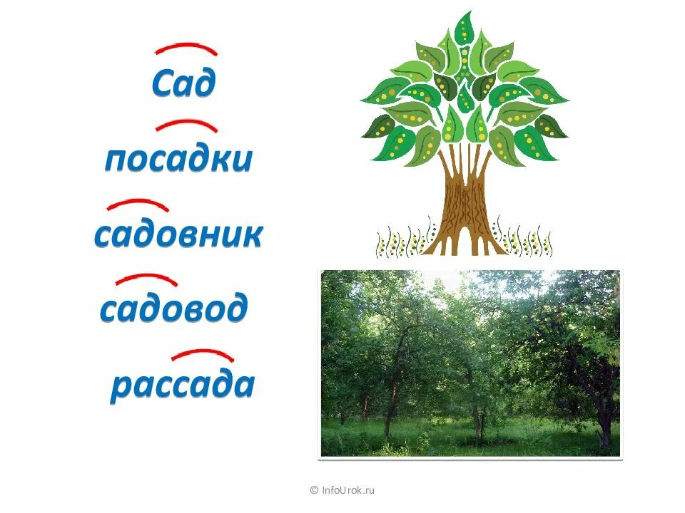 Картинки дерево слов. Презентация однокоренные слова дерево. Рисунок с однокоренным словом сад. Дерево однокоренных слов 2 класс. Дерево с однокоренными словами 3 класс сад.