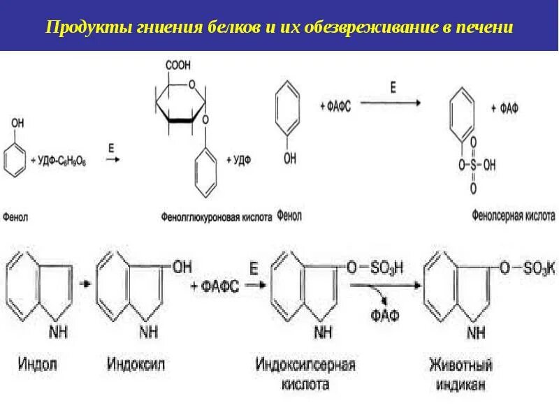 Гниение белков в кишечнике. Газ при гниении белка. Газ при гниении белка. Продукты гниения фенилаланина. Гниение белков.