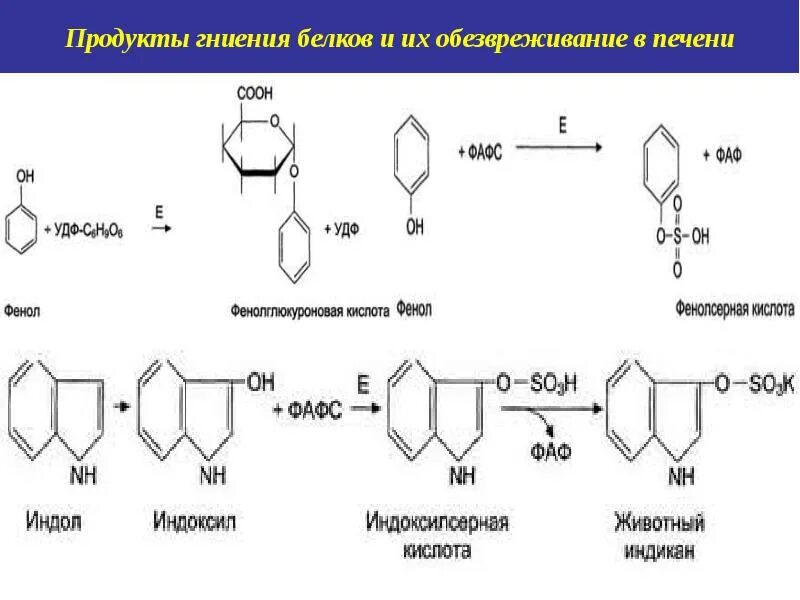 Обезвреживание веществ в печени. Обезвреживание в печени токсичных продуктов гниения аминокислот. Реакции обезвреживания продуктов гниения фенилаланина. Гниение тирозина в кишечнике реакция. Реакции гниения и обезвреживания продуктов гниения в печени.