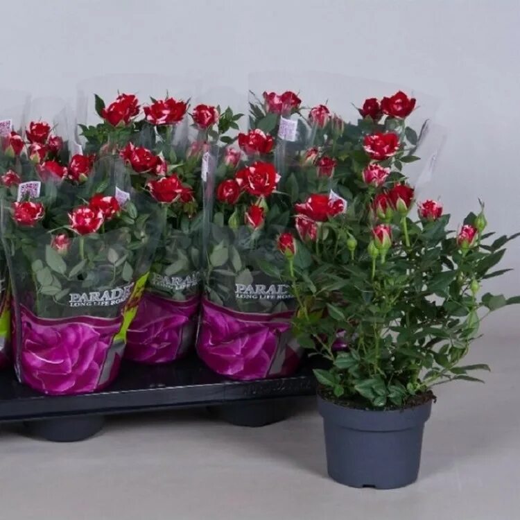 Металлургов 108 волгоград розы вашей мечты. Роза россия гран при. Розы наложенным платежом без предоплаты. Розы наложенным платежом без предоплаты. Виды роз для продажи.