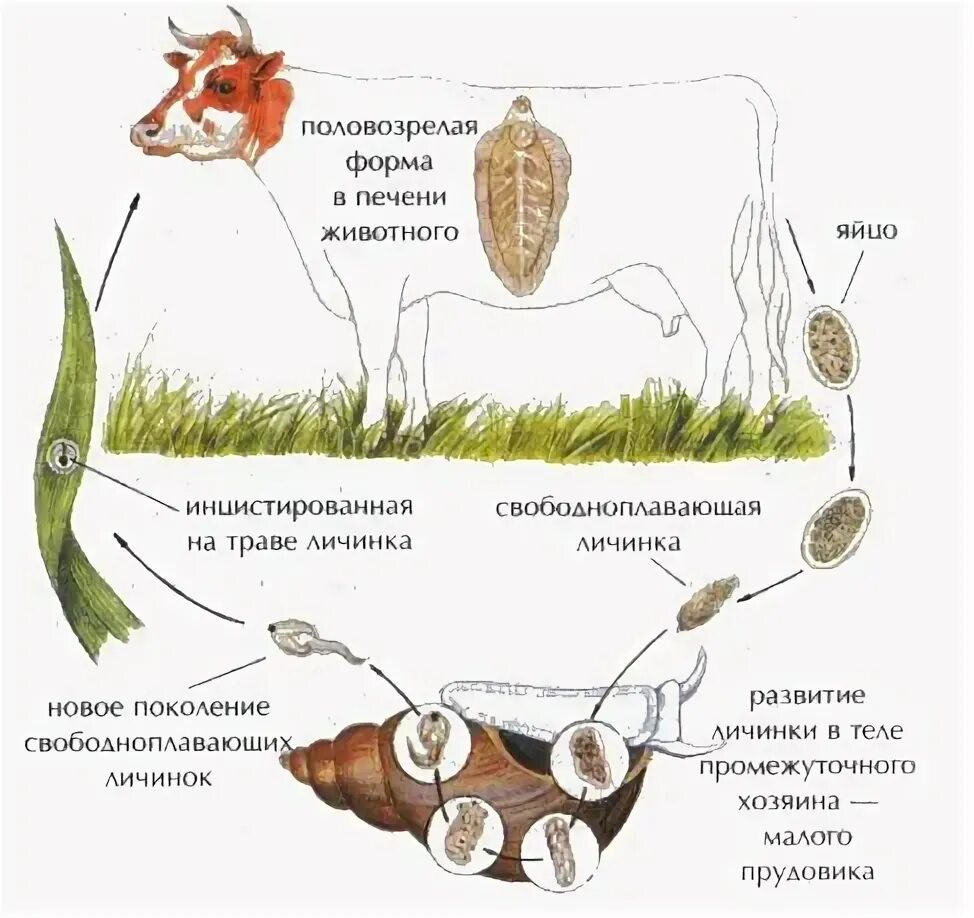Личинка в промежуточном хозяине. Жизненный цикл печеночного сосальщика. Жизненный цикл печеночного сосальщика схема ЕГЭ. Цикл печеночного сосальщика промежуточный хозяин. Печеночный сосальщик печеночный жизненный цикл.