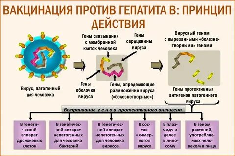 Вакцинопрофилактика вирусных гепатитов
