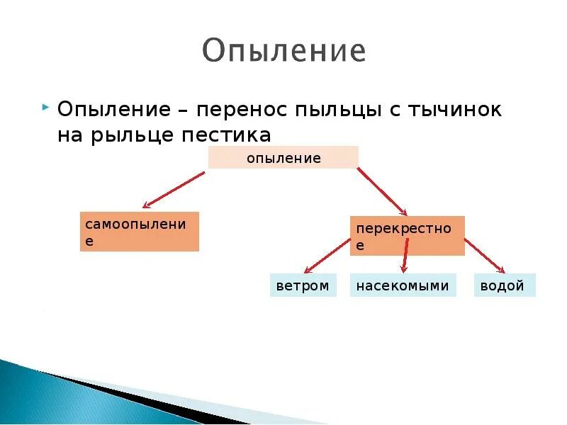 Опыление и оплодотворение цветковых растений. Опыление и оплодотворение цветка. Типы опыления растений. Опыление процесс переноса пыльцы. Какой процесс следует за опылением