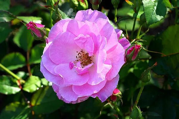 Дикая роза фото Free Images : blossom, flower, petal, bloom, color, botany, pink, flora, shrub,