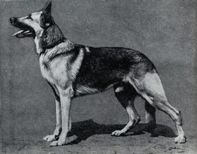 Восточно-европейская овчарка. Абрек собака. Кавказская овчарка волкодав. Абрек собака. Северокавказская овчарка.