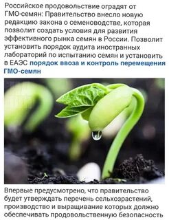 Гмо семена