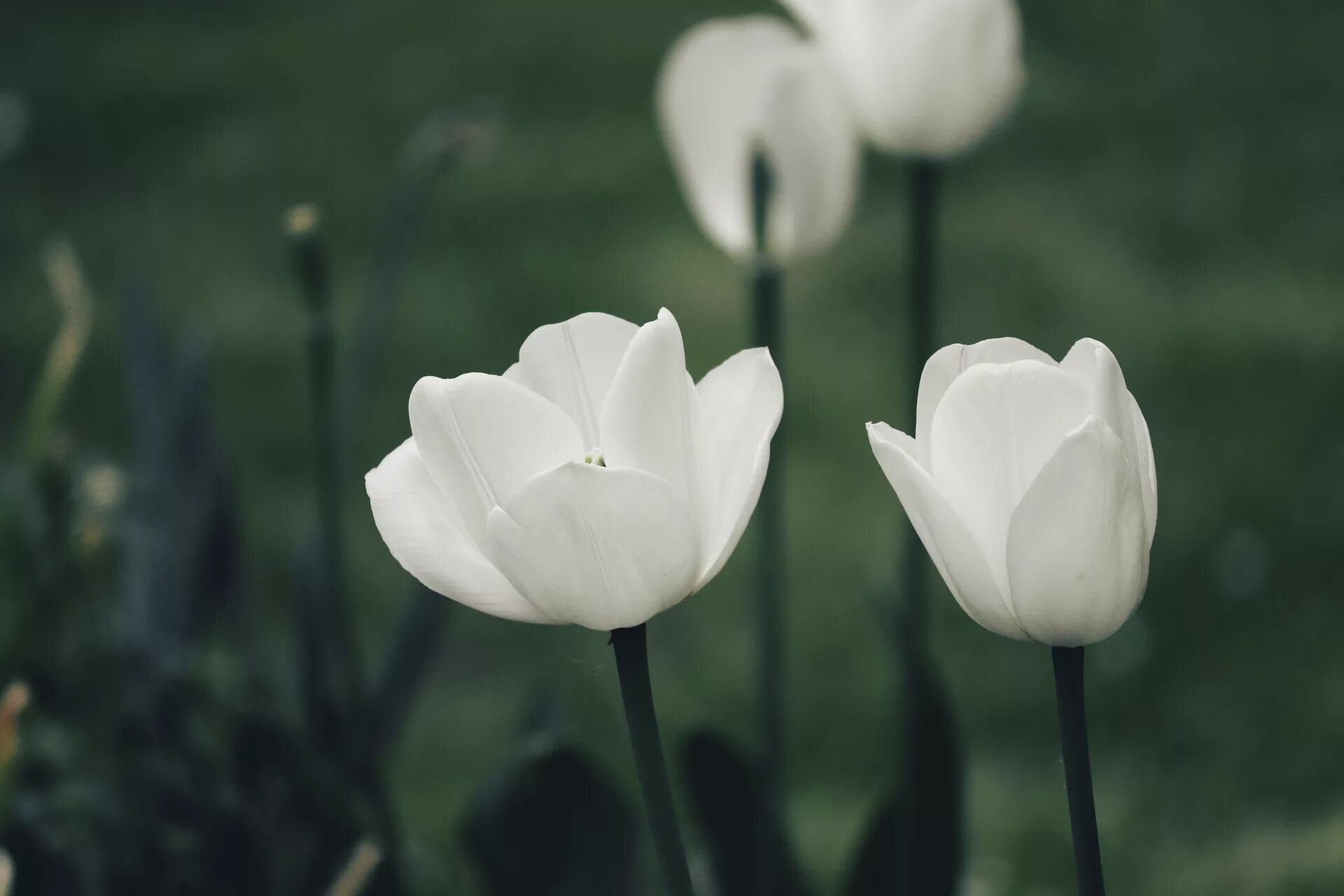 White tulip. Тюльпан white prince. белые тюльпаны. цветы белые тюльпаны. тюльпан один белый.