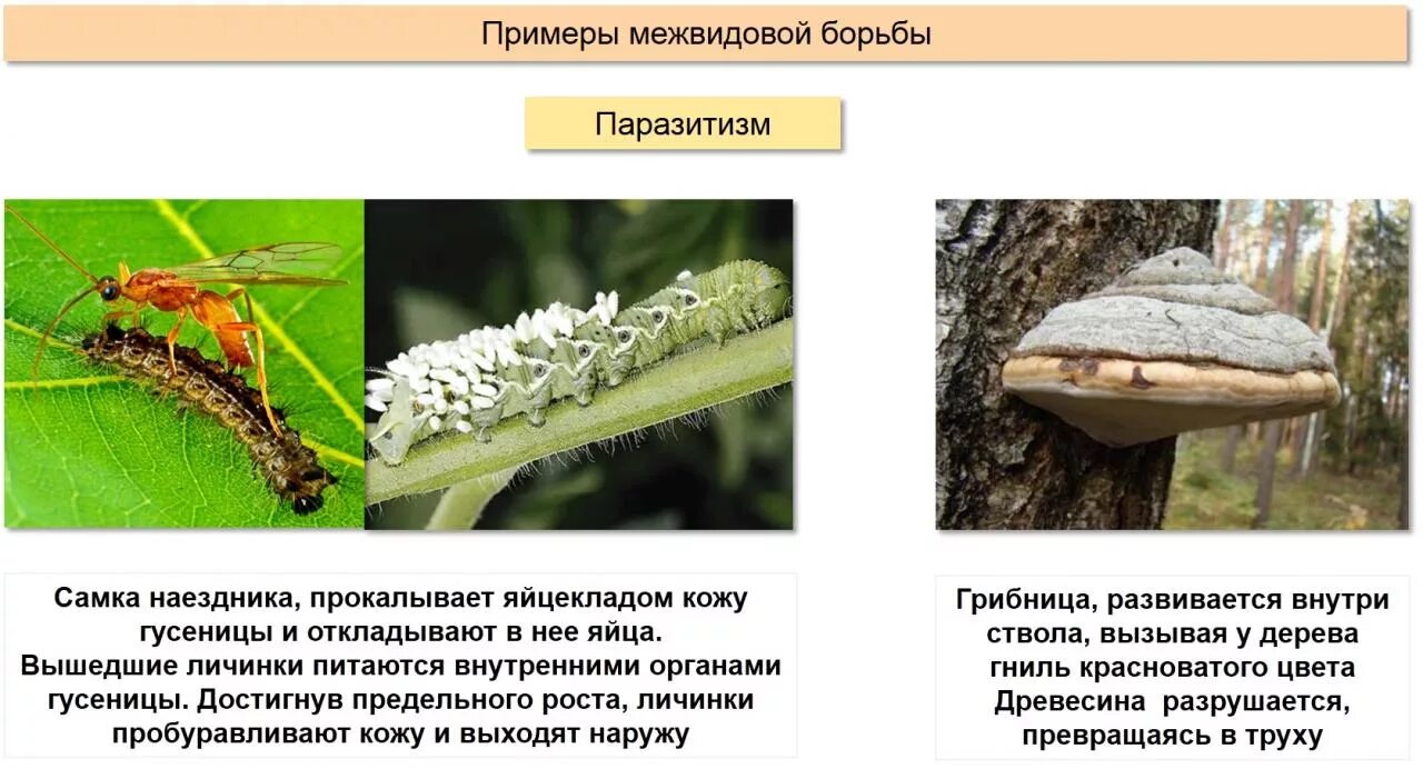 Что такое паразитизм кратко 5 класс. Примеры паразитизма в природе. Паразитизм примеры животных. Паразитизм примеры. Примеры паразитизма у животных примеры.