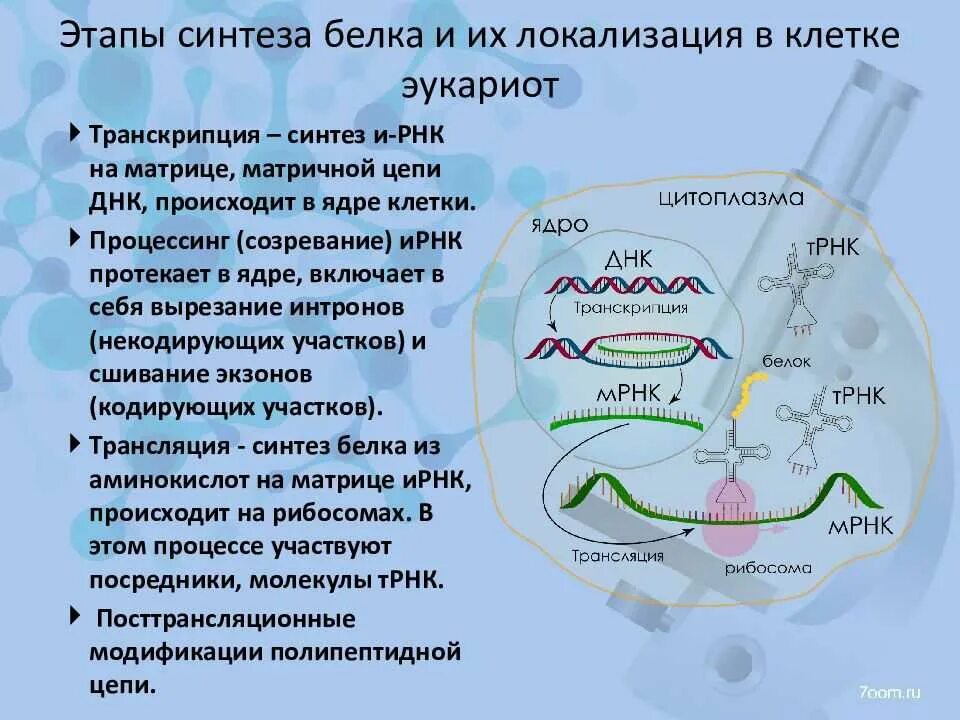 Ферменты участвующие в синтезе белка. Этапы матричного синтеза белка. Этапы биосинтеза белка. Биосинтез белка транскрипция 2 этап. Основные этапы биосинтеза белка в эукариотической клетке.