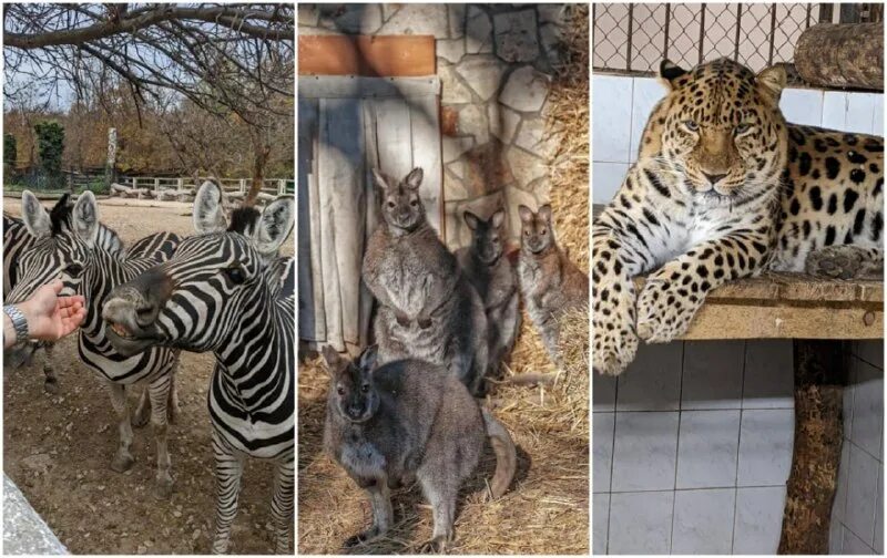 список известных фамилий. птичьи фамилии список. русские фамилии список. самые распространенные русские фамилии в россии. самые популярные фамилии в россии список.