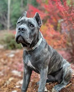 Cane corso