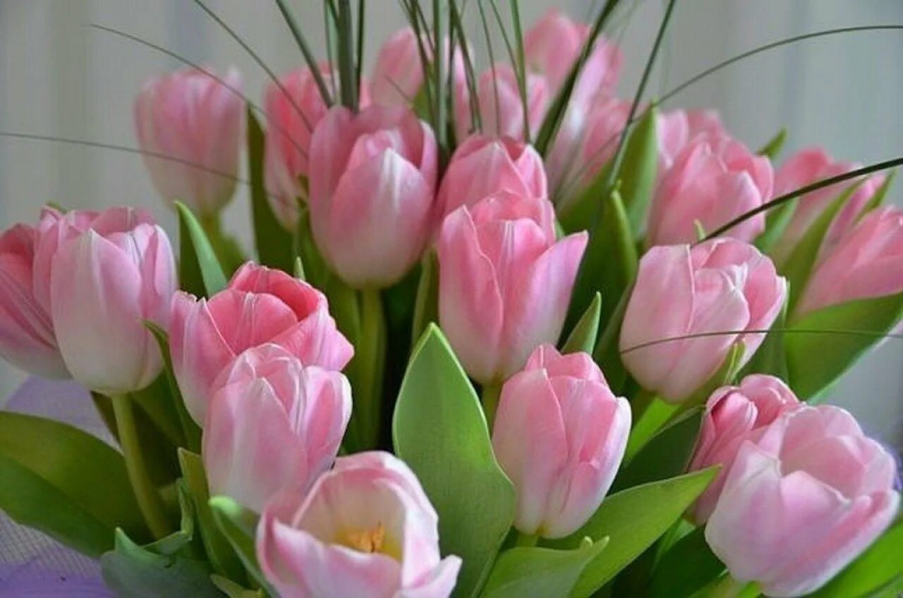 С днем рождения женщине красивые тюльпаны поздравления. Красивый весенний букет. Шикарные тюльпаны. Нежные тюльпаны. Весенние цветы тюльпаны.