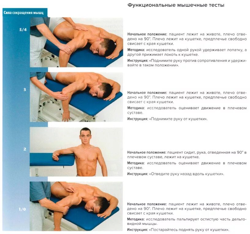 Функциональное тестирование мышц. Мышцы работа мышц тест. Кинезиология мышечное тестирование. Функциональное тестирование мышц. Мышцы работа мышц тест.