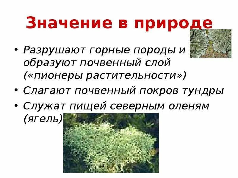 Описание лишайника по следующему плану. Значение лишайников в природе. Биологическое значение лишайников. Лишайники роль в жизни человека. Лишайники значение в природе.