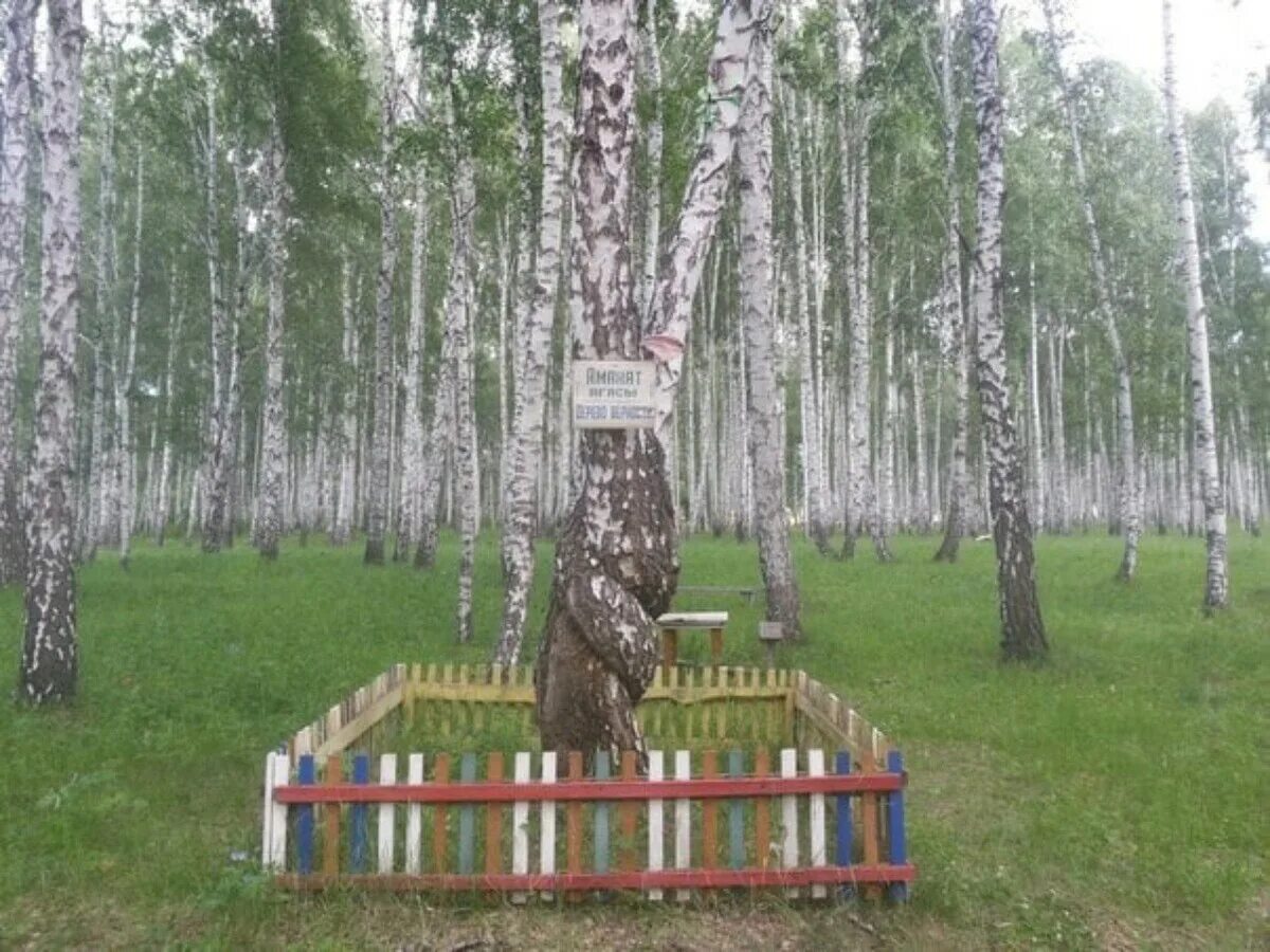 Кулуево дерево верности. Село Кулуево Челябинская область. Село Кулуево Челябинская область Аргаяшский район. Мавлютова Аргаяшский район.