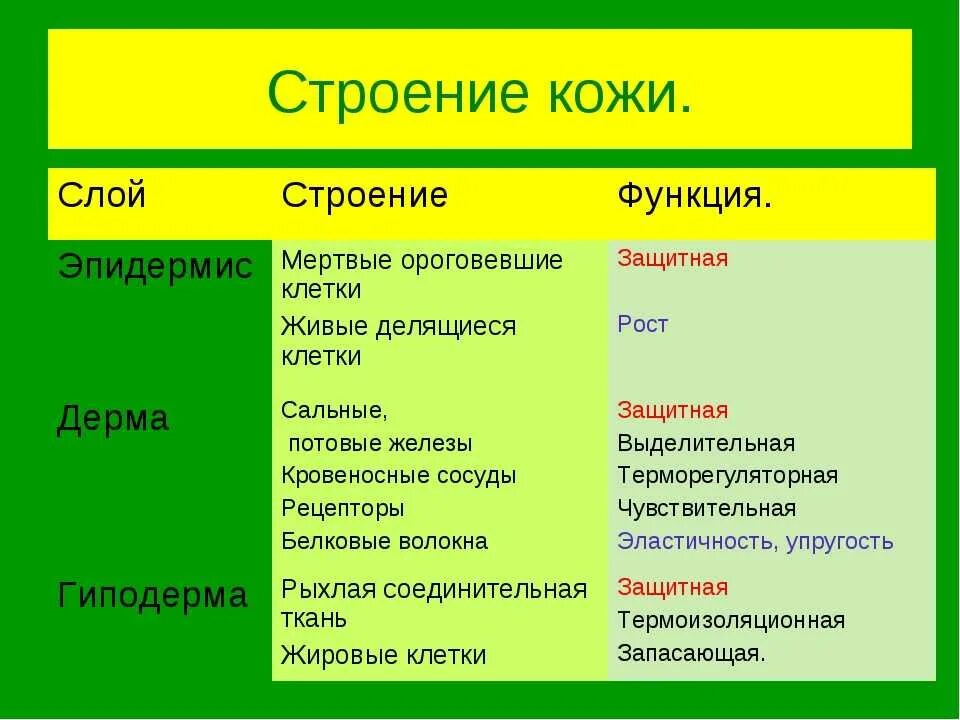 Какие функции выполняет образование кожи. Строение и функции кожи слой кожи особенности строения функции. Слои кожи строение и функции таблица. Слои кожи их строение и функции таблица. Эпидермис и дерма таблица.