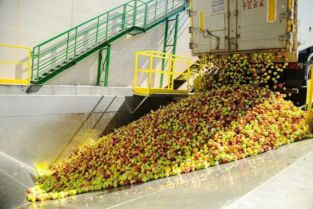 Переработка ягод. Мини цех по переработке ягод и фруктов. Украинский кмолу фрукт. Фото украинская Фруктовая компания.