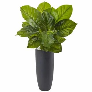 Plant w