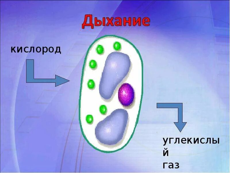 Живые клетки дышат. Дыхание клетки. Дыхание клетки растений. Клеточное дыхание рисунок. Дыхание клетки 5 класс биология.