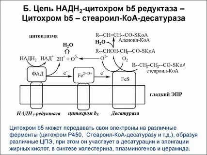 Над шестью