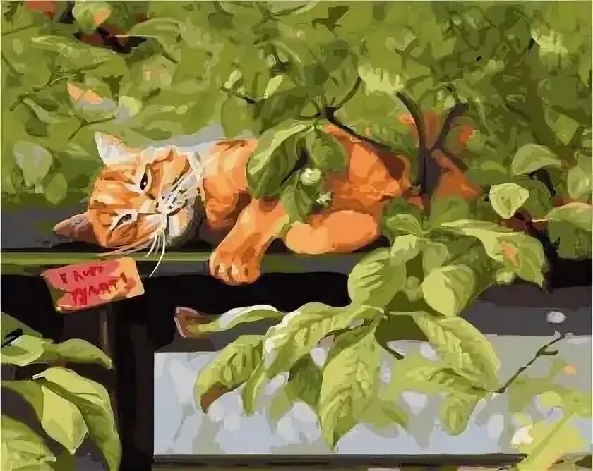 Неприятель на одну ночь орхидея. Неприятель на одну ночь орхидея