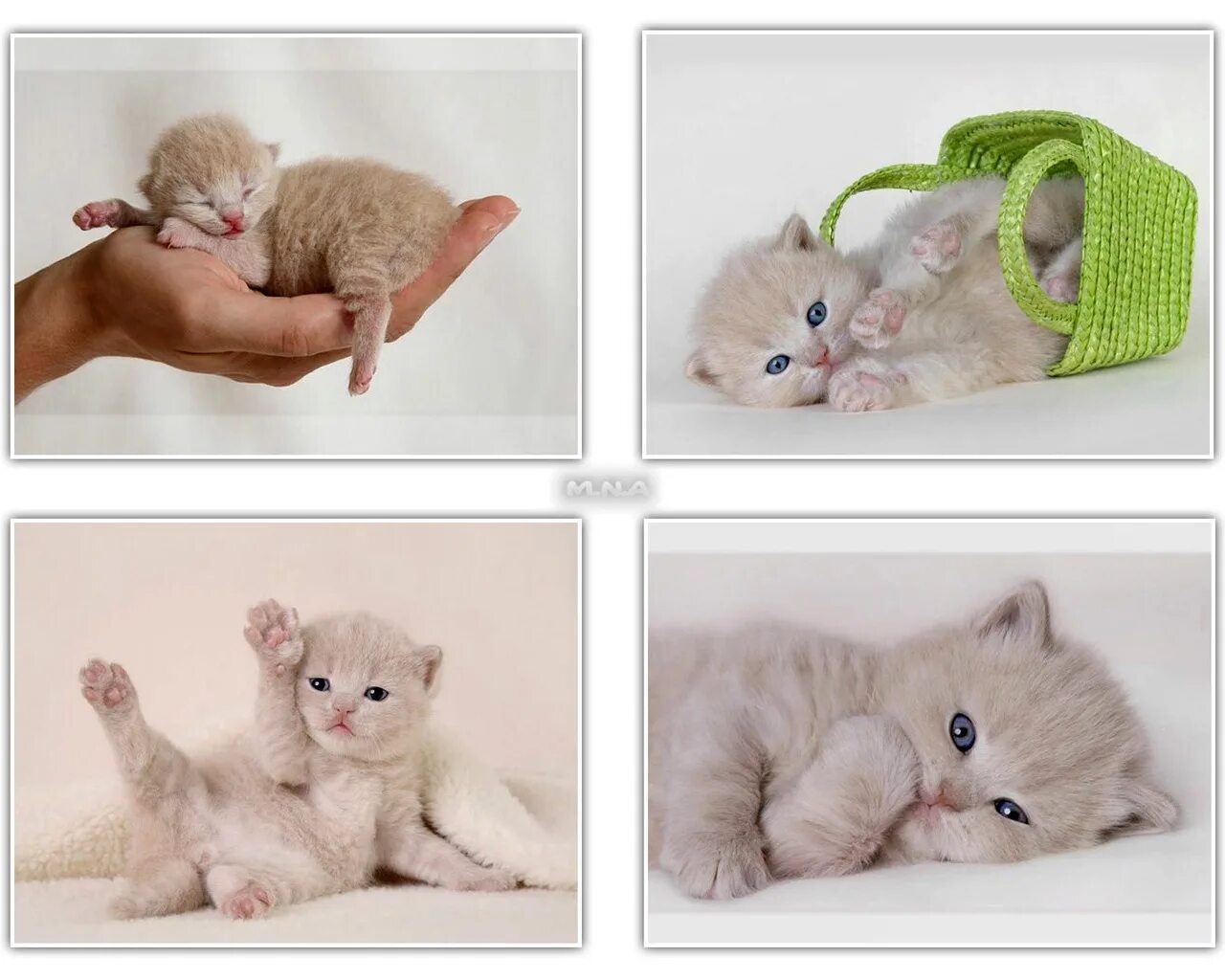 кот мяу. котик мур мур. мемы с гусем. сделает мяу. кот мяу мем.