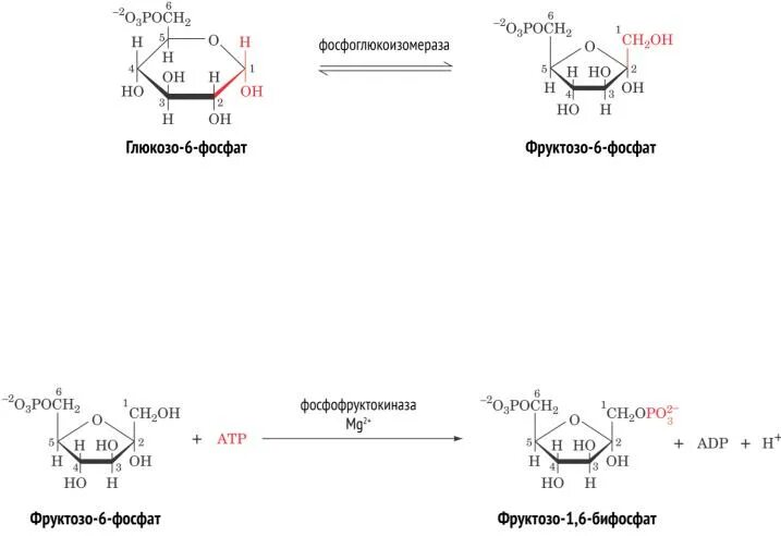 Гликолиз глюкозо 6 фосфата. Глюкозо 6 фосфат фосфоглюкоизомераза. Аллостерическим ингибитором глюкозо-6-фосфат дегидрогеназы является. Схема реакции катализируемой гексокиназой. Шестиуглеродный сахар образуется в результате гликолиза
