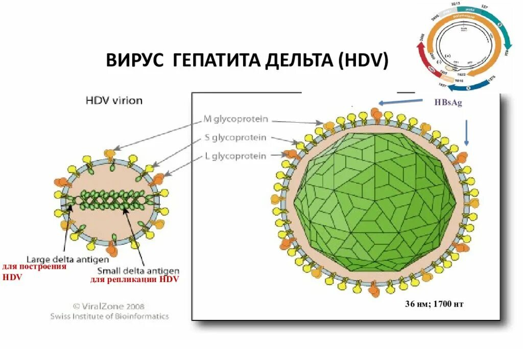 Строение вируса гепатита Дельта. Вирус гепатита а строение микробиология. Строение вируса гепатита в. Строение вируса гепатита с схема.