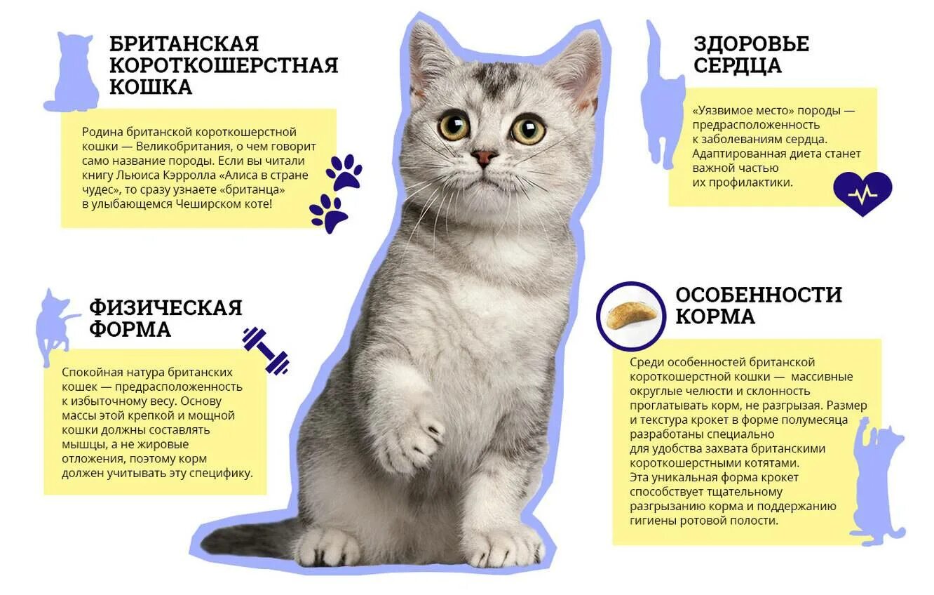 Чем можно кормить домашнюю кошку. Британская короткошёрстная кошка список пород кошек. Корм для шотландских кошек. Британская короткошёрстная кошка характеристика. Что нужно для кошки.