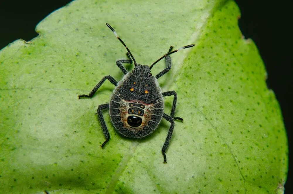 Running bug