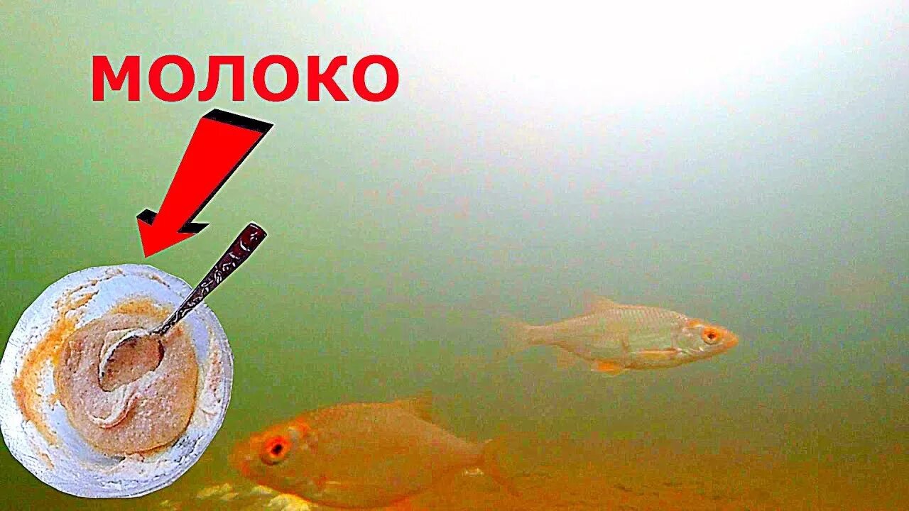 Болтушка зимой на плотву. Рыба болтушка. болтушка для рыбалки. рецепт болтушки для рыбалки. болтушка на карася.