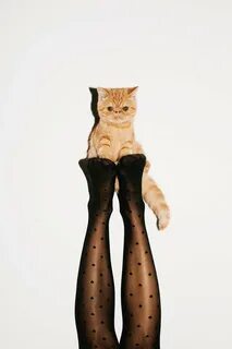 Коты между ног