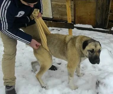 Собака перенести