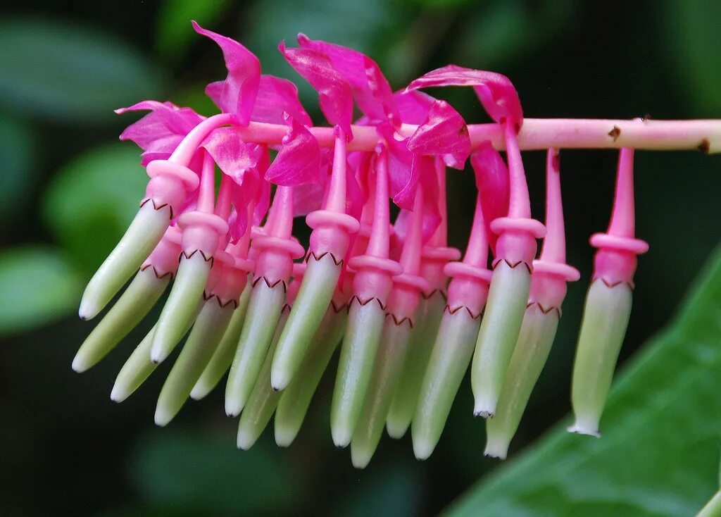 Кавендишия крупнолистная. Cavendishia bracteata. Кавендишия крупноцветковая. Необычные цветы.