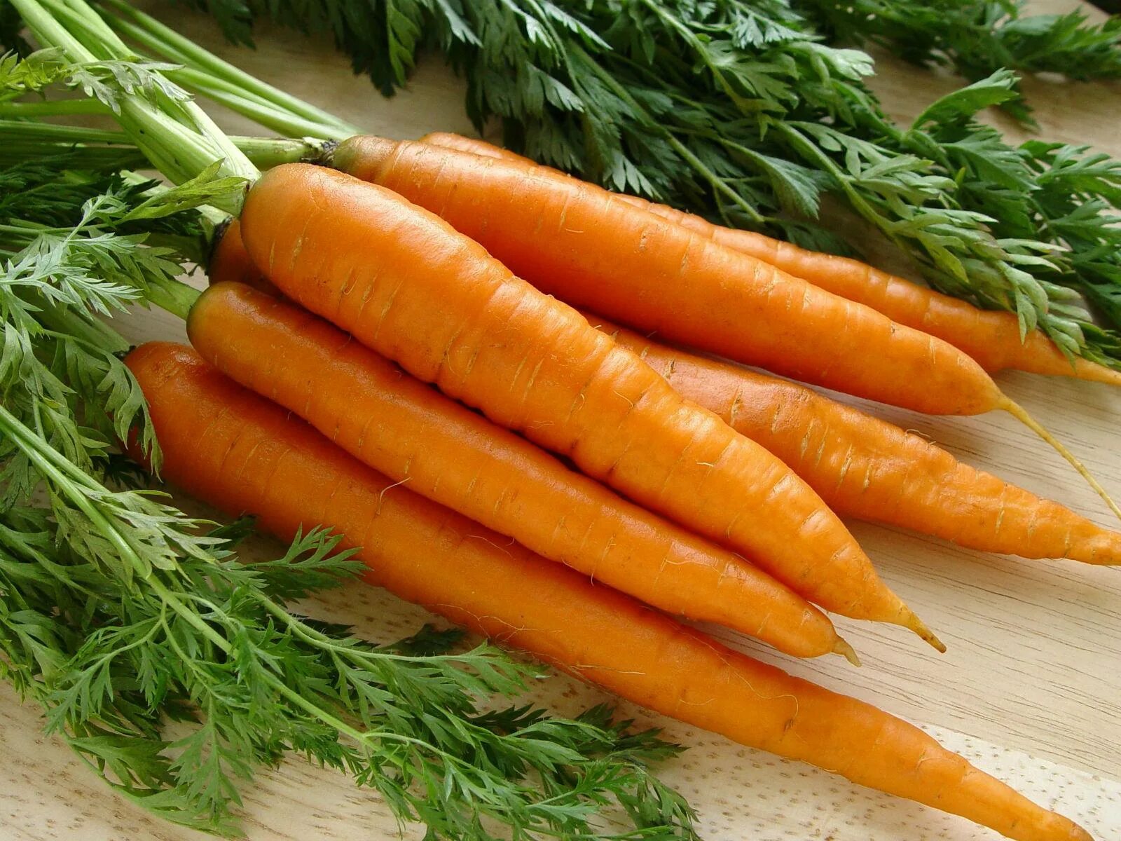 Морковь в черноземье. Морковь Балтимор f1. Морковь Сентябрина 2гр. Морковь Нандрин.