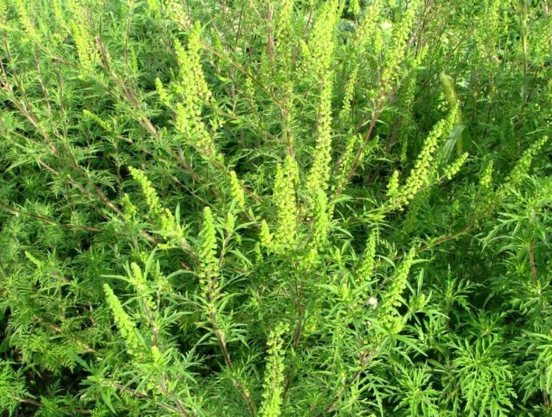 амброзия 4. семена амброзии. амброзия 4. полынь амброзия. семена амброзии.