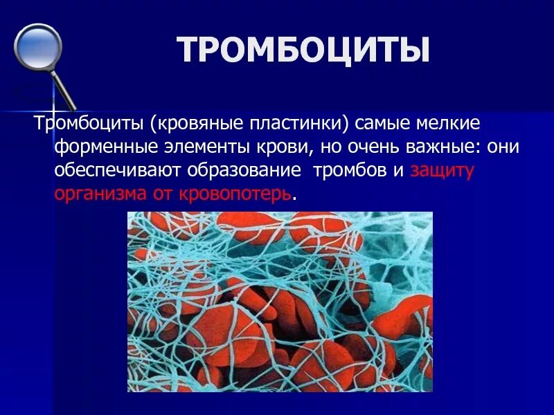 Структурные элементы тромбоцита. Строение тромбоцитов в крови. Тромбоциты строение и функции. Строение тромбоцитов человека. Гранулы тромбоцитов содержат