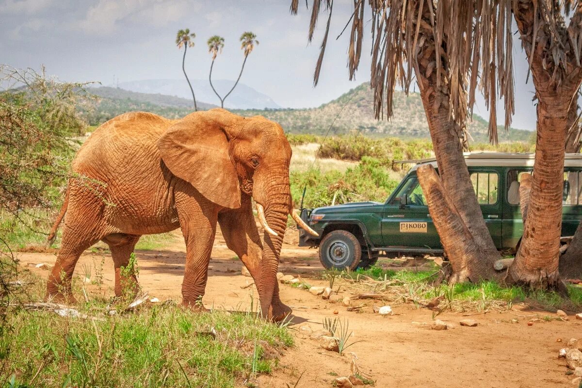 Africa safari. Кения сафари. Африка Найроби сафари. Африка Кения сафари. Джип сафари Кения.