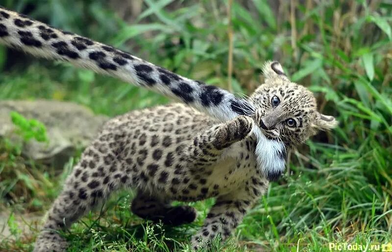 Tail biting