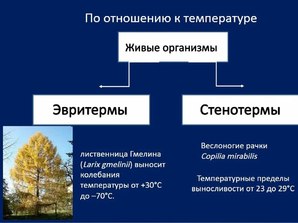 Экологические группы классификация. Экологическая классификация организмов по отношению к температуре. Группы организмов по отношению к температуре. Классификация организмов по отношению к температуре. Экологические группы живых организмов.