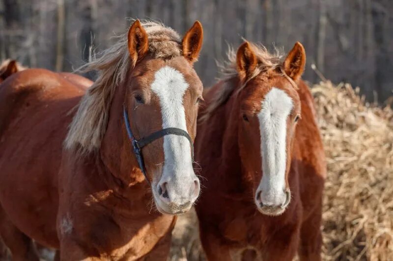 Лошадь лежит. Млекопитающие лошадь. Сейчас лошади. Восточный ветер оствинд 3. Фильм восточный ветер оствинд.