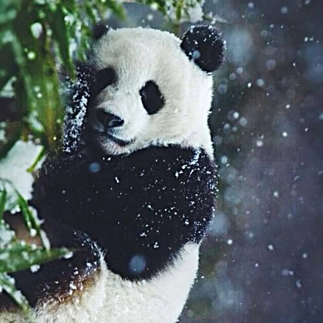 Включи новую панду. Пинь-Пинь Панда. Милые панды. Очень милые пандочки. Маленьких красивых пандочек.