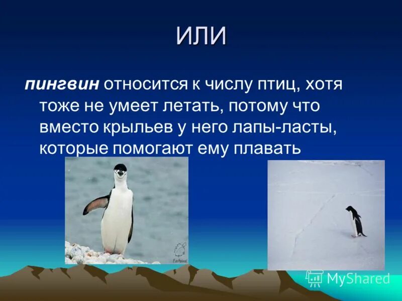 К какому классу относятся пингвины. Пингвины таблица. К какому классу относится пингвин. Систематика птиц пингвины. Систематика пингвина.