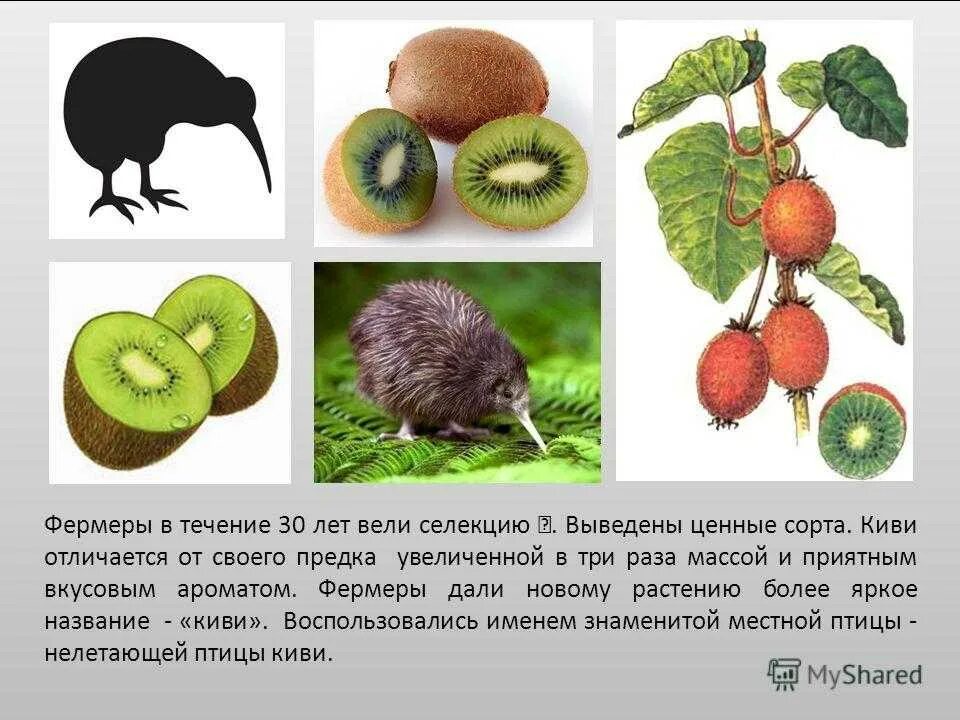 Киви информация. Киви плод. птица киви и фрукт киви. киви фрукт откуда. киви чем полезен фрукт.